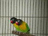 LOVE-BIRD